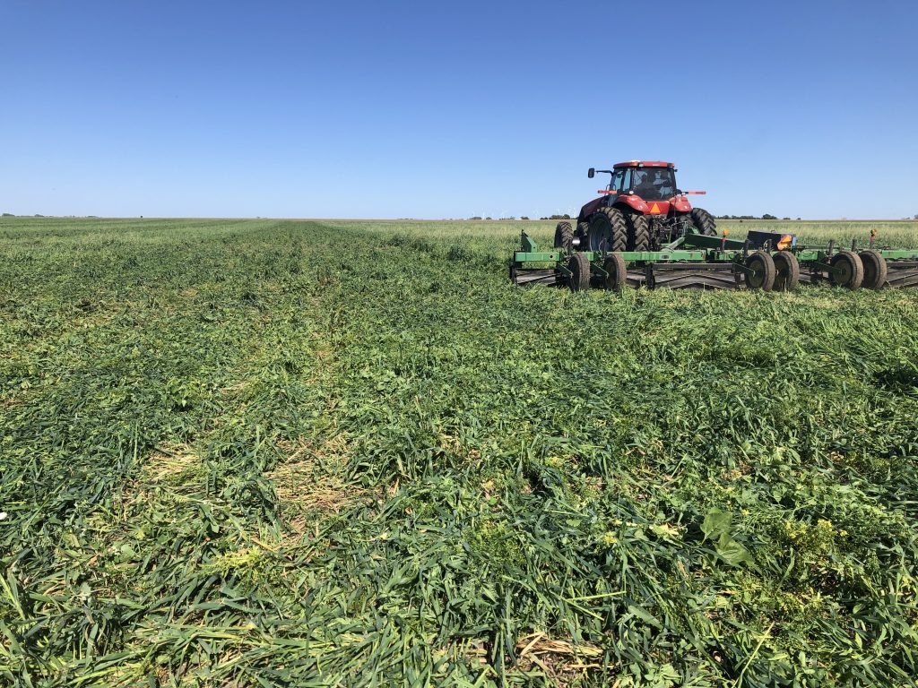 regenerative cotton cover crop