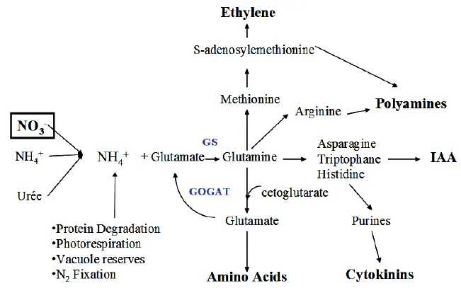 N pathways