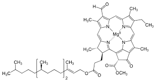 chlorophyll