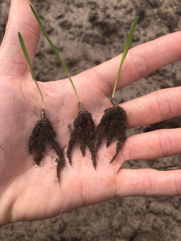 Oats with worm casting seed treatment
