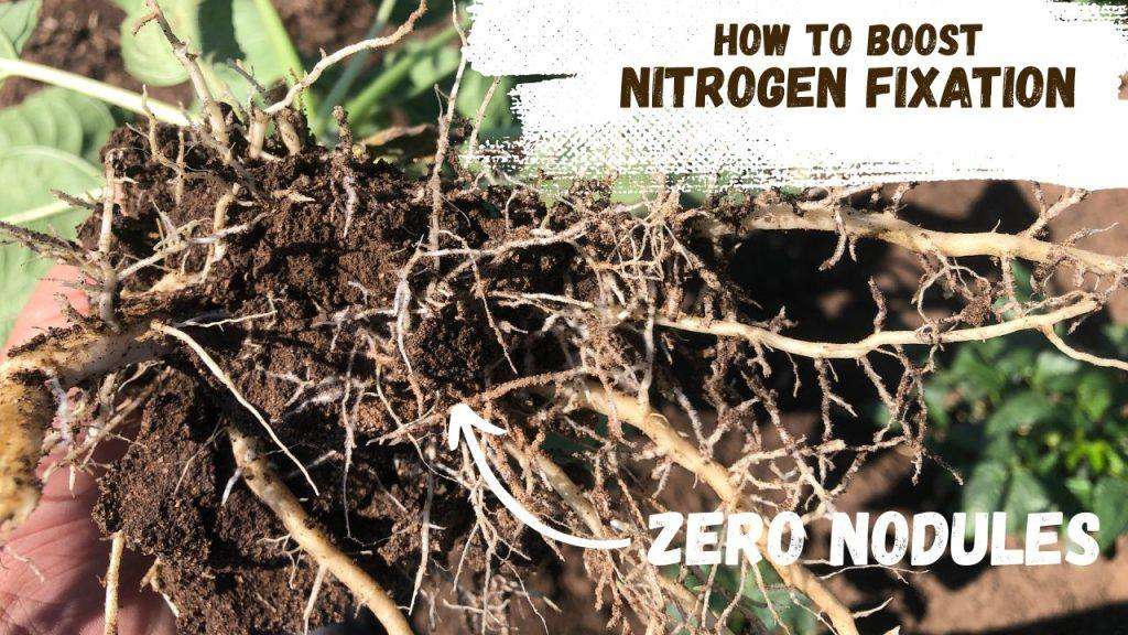 Boost Legume Nitrogen Fixation