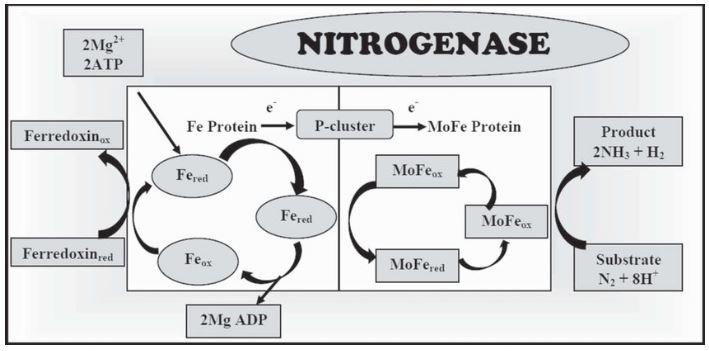 nitrogenase system