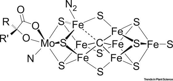 Nitrogenase