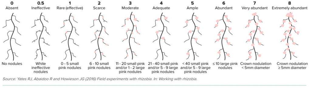 legume nodules