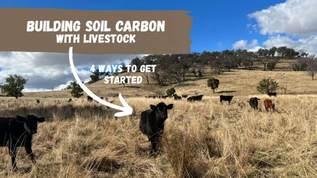Building soil carbon with livestock (1)