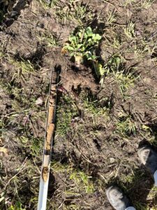 benefits of cover crops break topsoil compaction