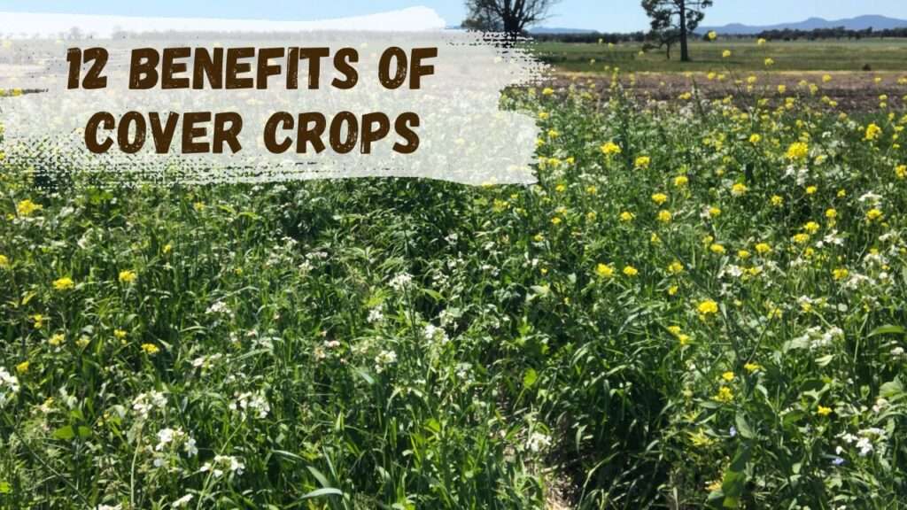 benefits of cover crops