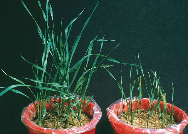 phosphorus deficient wheat