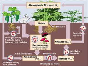 the nitrogen cycle