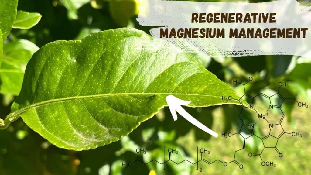 Regenerative magnesium management