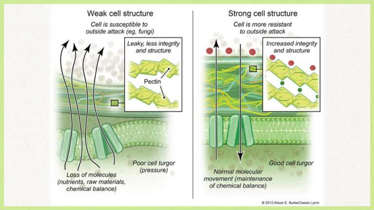 calcium cell structure