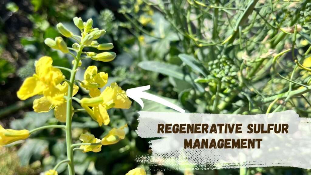 regenerative sulfur management (3)