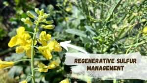 regenerative sulfur management (3)