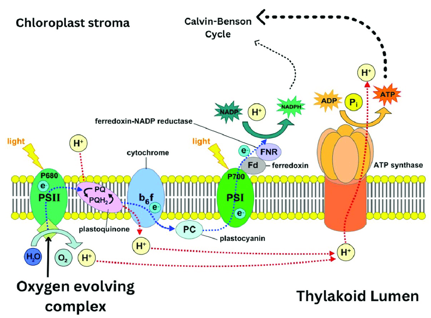 Photosynthetic-mechanism-of-PS1-and-PSII