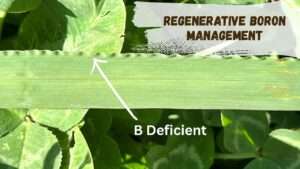 Regenerative Boron Management (1)