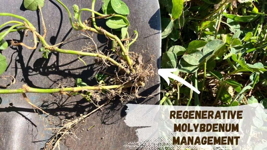 Regenerative Molybdenum Management (1)
