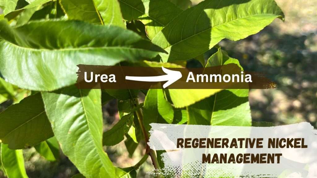 Regenerative Nickel Management (1)