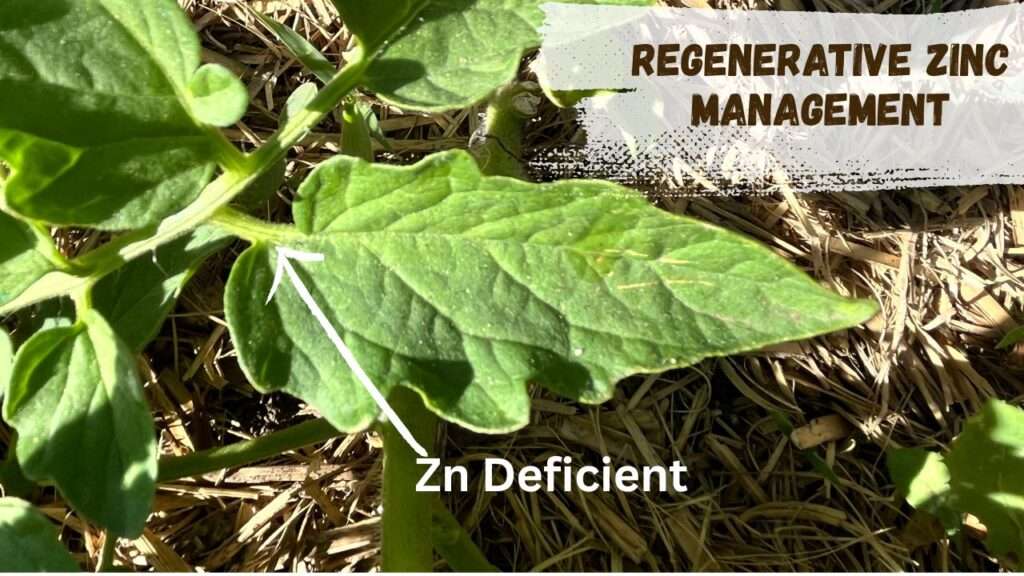 Regenerative Zinc Management (1)
