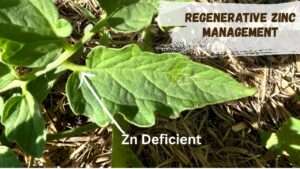 Regenerative Zinc Management (1)