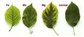 Manganese Deficient plant