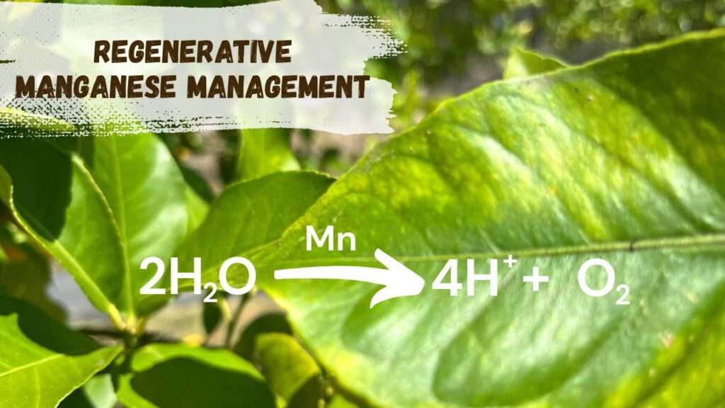 regenerative manganese management