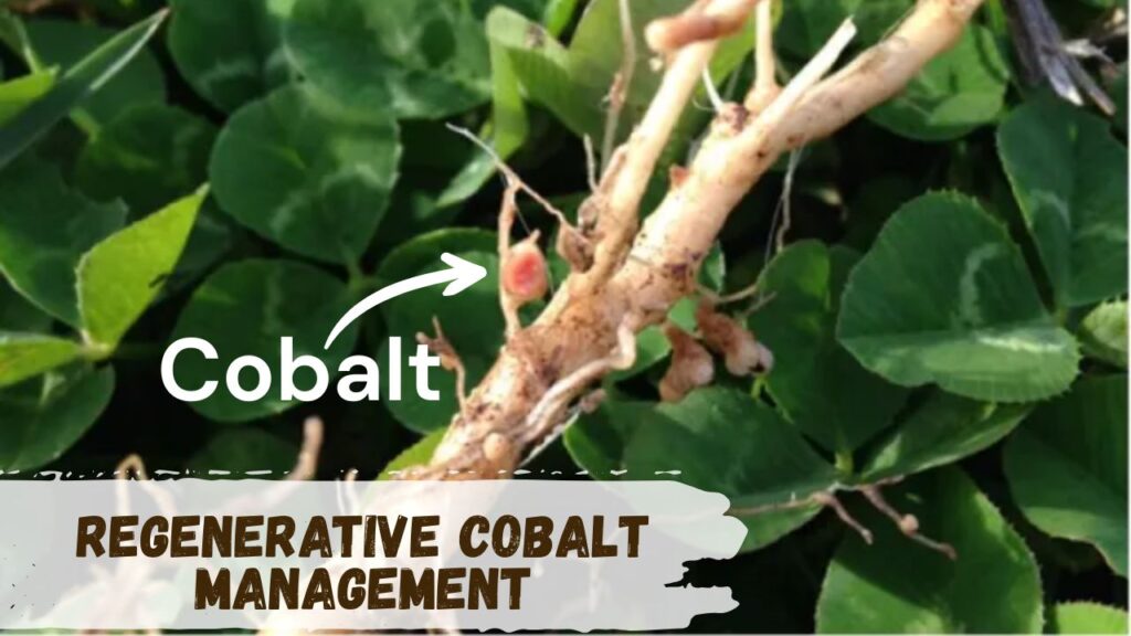 regenerative cobalt management