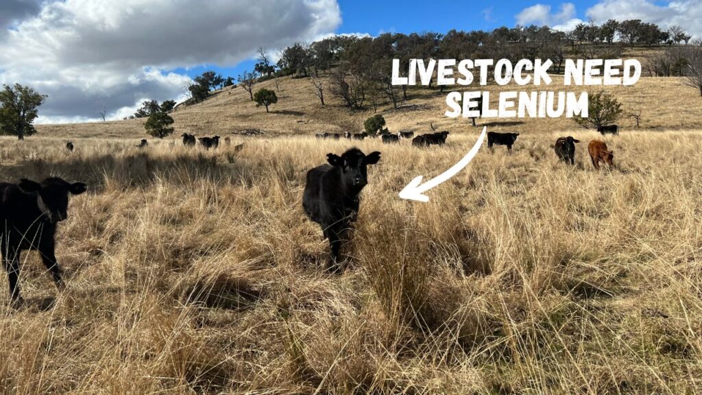 regenerative selenium management (1)