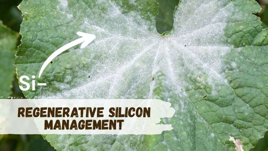 regenerative silicon management
