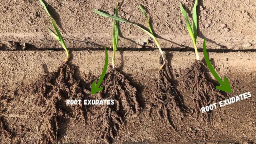 root exudates