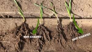 root exudates