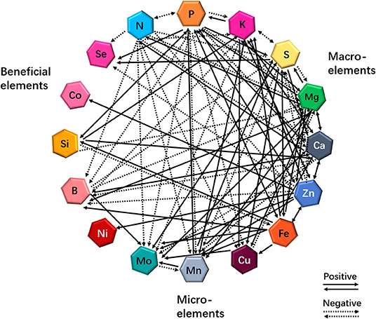 Advanced plant nutrient interactions
