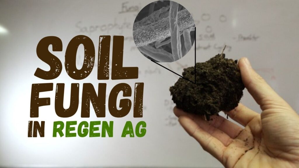 Soil Fungi In Regen Ag