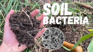 soil bacteria in regen ag