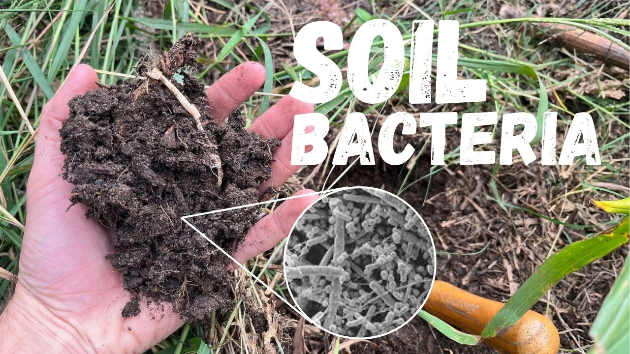 soil bacteria in regen ag