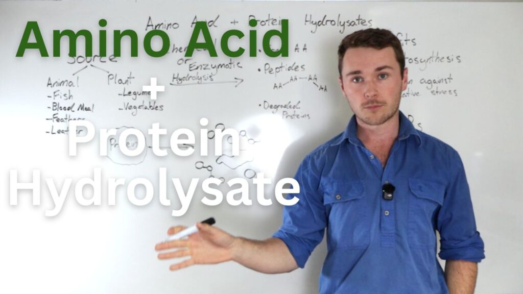 amino acid protein hydrolysates