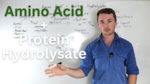 amino acid protein hydrolysates