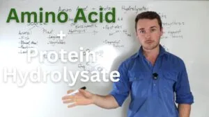 amino acid protein hydrolysates