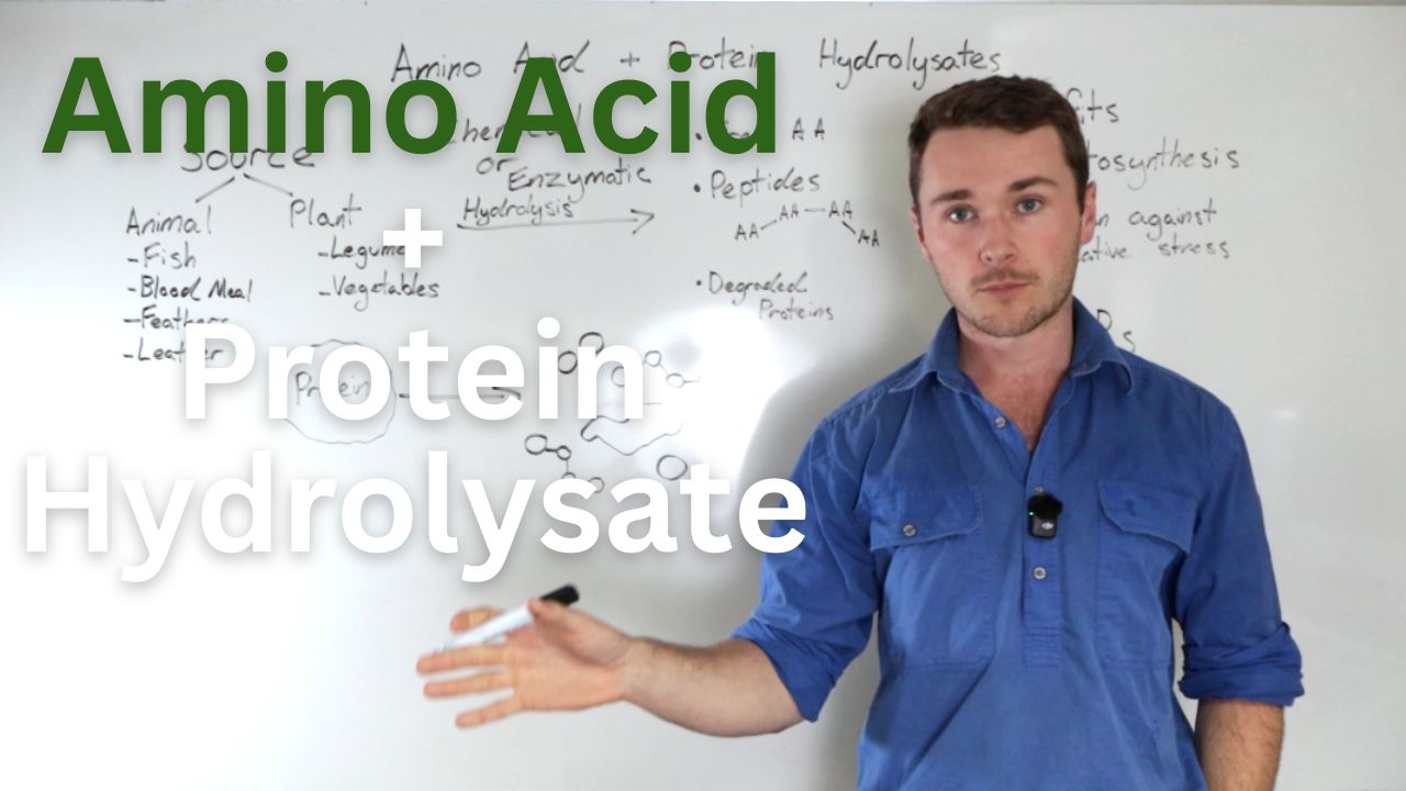 amino acid protein hydrolysates