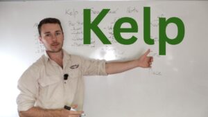 kelp fertiliser