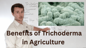 Benefits of Trichoderma in Agriculture