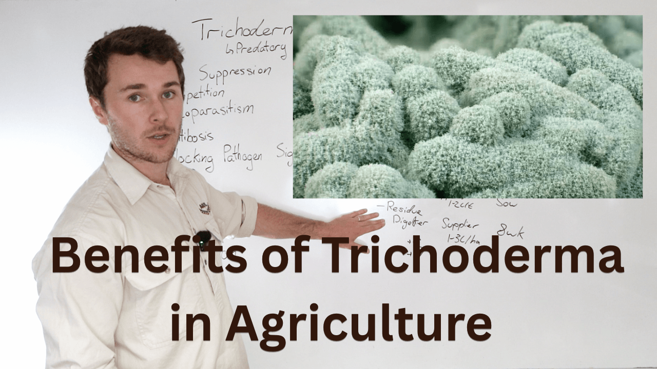 Benefits of Trichoderma in Agriculture