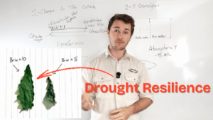 Can Increased Brix improve drought tolerance?